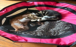 Mixed Breed cats for sale: Beautiful mixed breed kittens  - Image 6