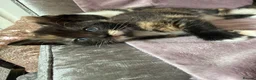 Mixed Breed cats for sale: Calico Beautiful-Mum Siamese Dad Ragdoll Bengal  - Advert 7