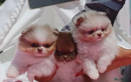 Pomeranian dogs for sale: Adorable Pomeranian Puppies Ready - Image 2