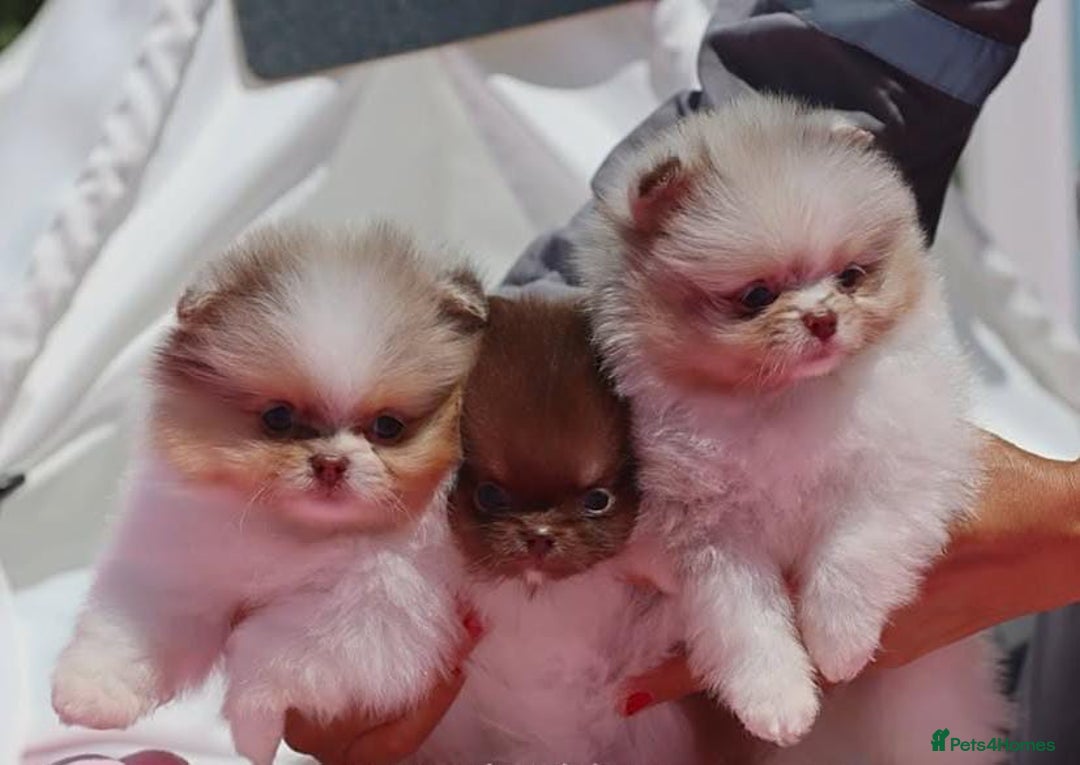 Pomeranian dogs for sale: Adorable Pomeranian Puppies Ready - Image 2