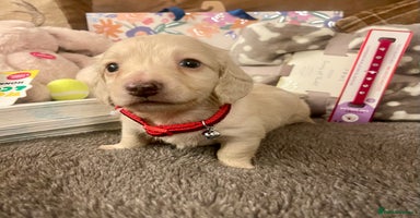 Miniature Dachshund dogs Pra clear mini smooth and long dachshund pups avl - Advert 9