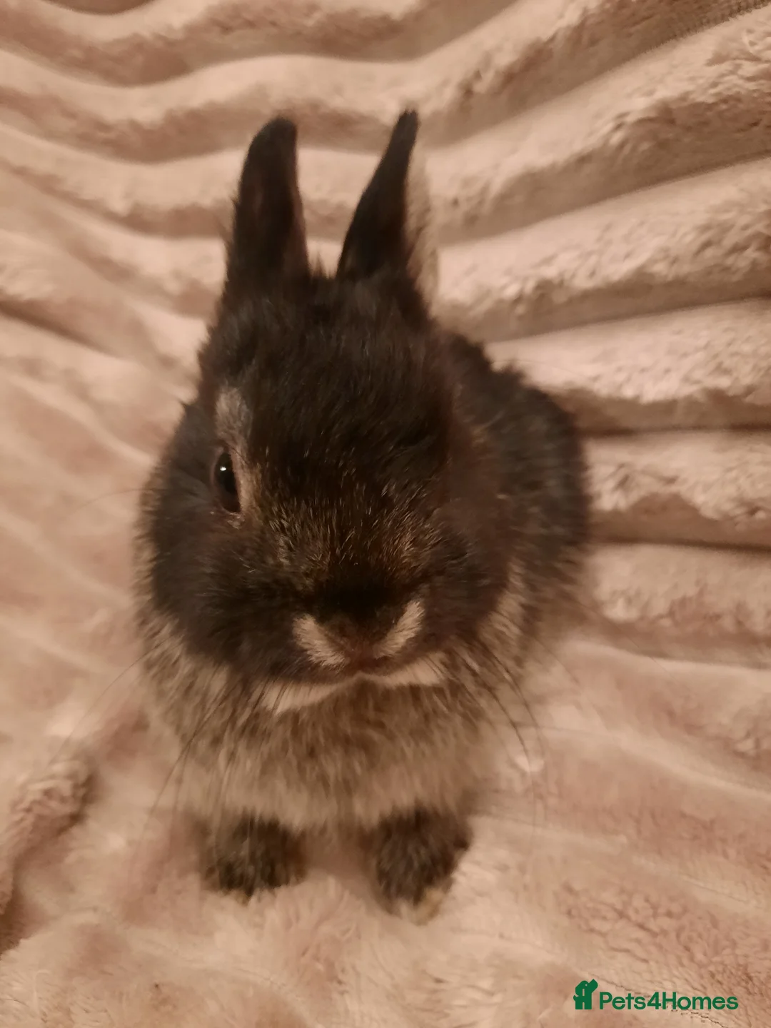 Netherland Dwarf rabbits for sale: Seven Litters Of Netherland Dwarf Babies - Advert 9