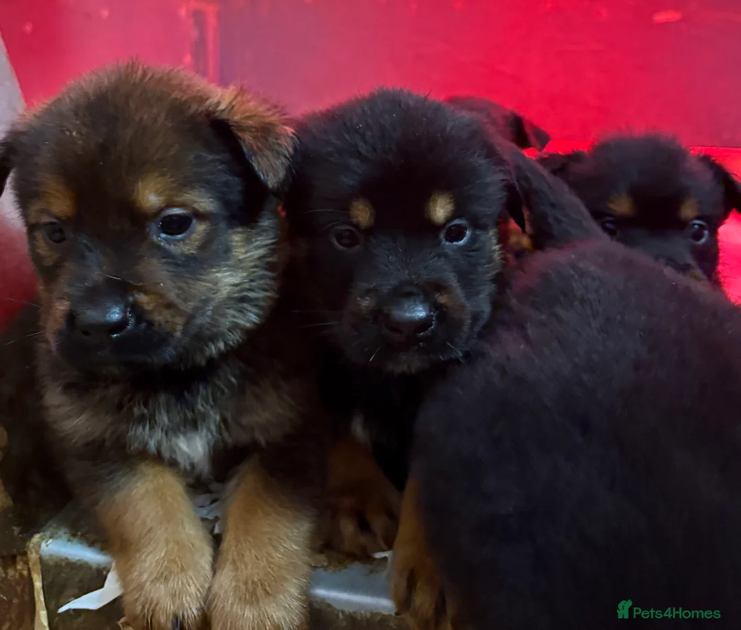 Mixed Breed dogs for sale: Rottweiler x malinois - Advert 35