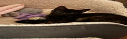 Domestic Shorthair cats for sale: Fur babies looking for a forever home - Advert 4