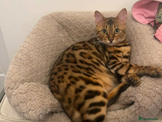 Bengal cats - Advert 14