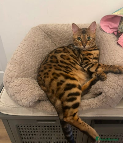 Bengal cats - Advert 8