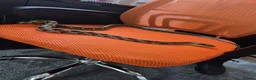 Rat Snake reptiles for sale: Taiwanese beauty snake - Advert 5