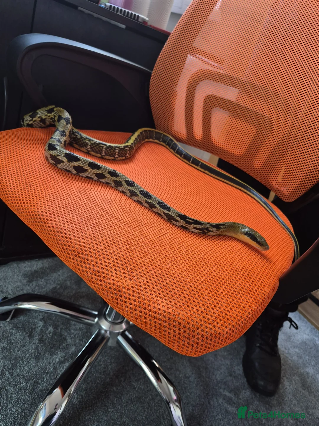 Rat Snake reptiles for sale: Taiwanese beauty snake - Advert 5