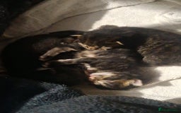 Mixed Breed cats for sale: 3 kittens for sale - Image 3