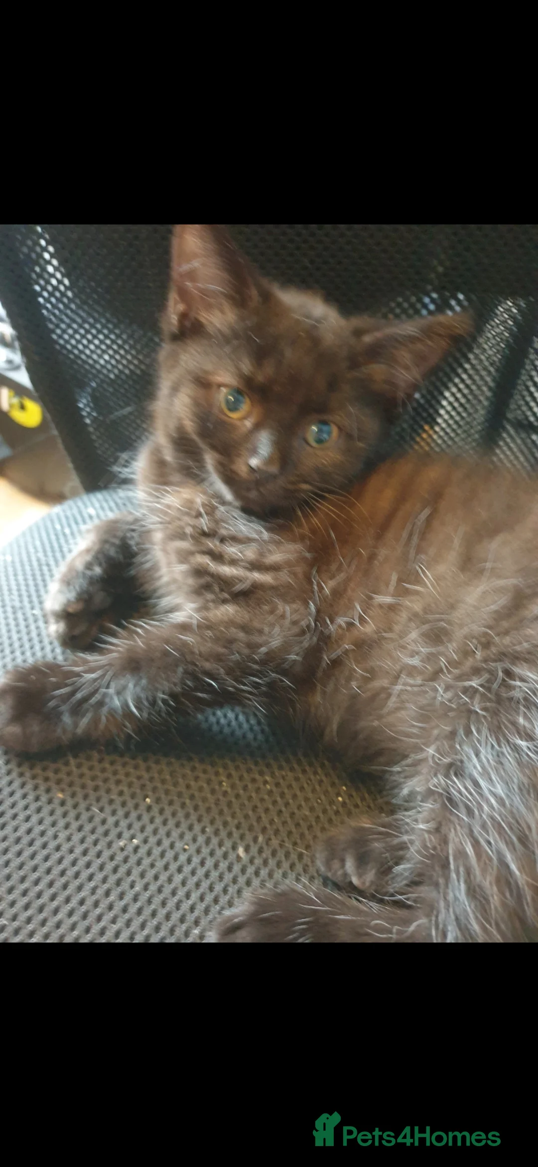 Mixed Breed cats for sale: Mix kiten british shorthair  - Advert 3