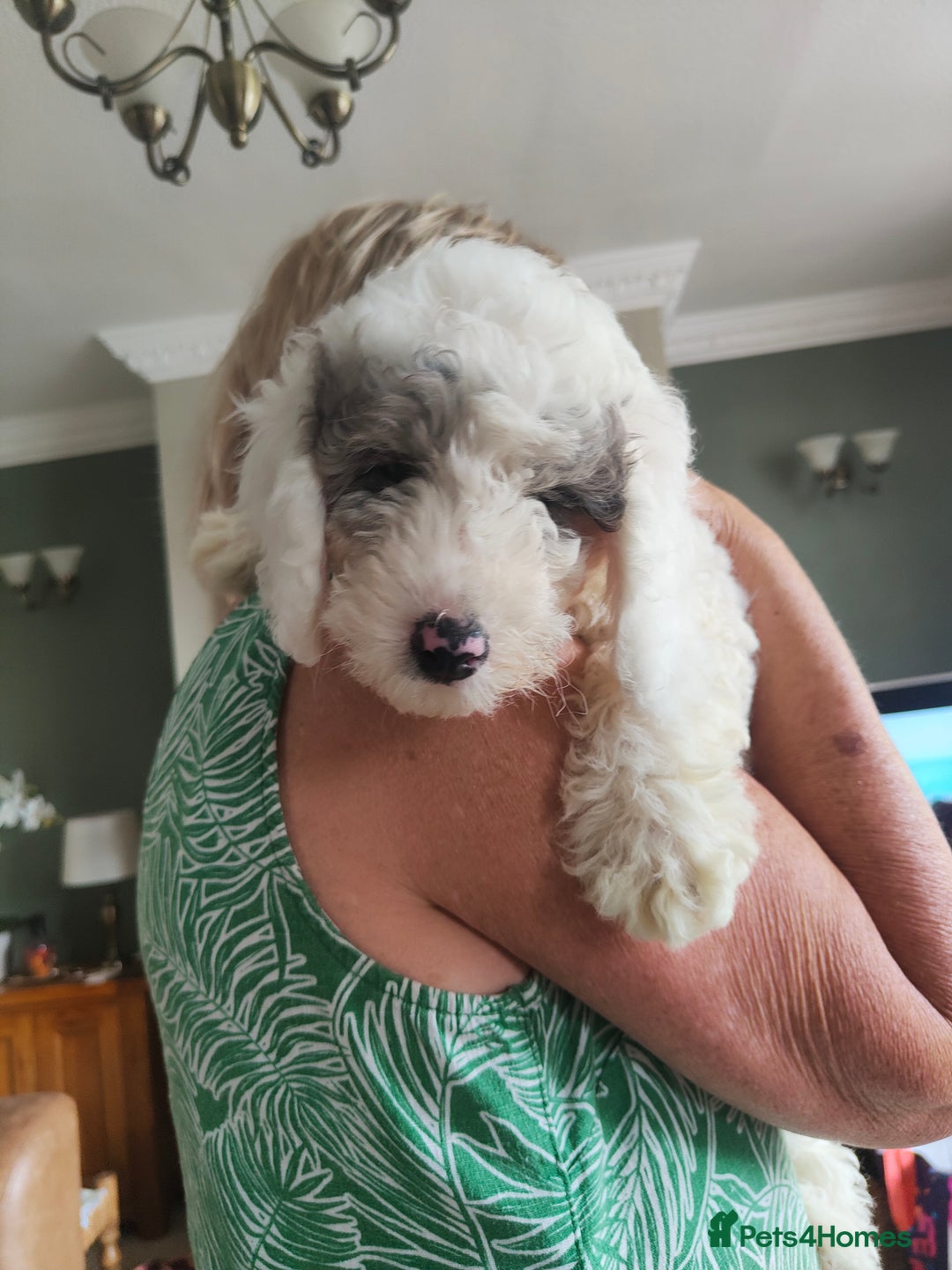 Cockapoo dogs for sale: Beautiful cockapoo puppies  in Alfreton - Image 4