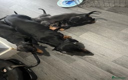 Dachshund dogs for sale: STUNNING dachshund puppies 2 boys 2 girls  - Image 7