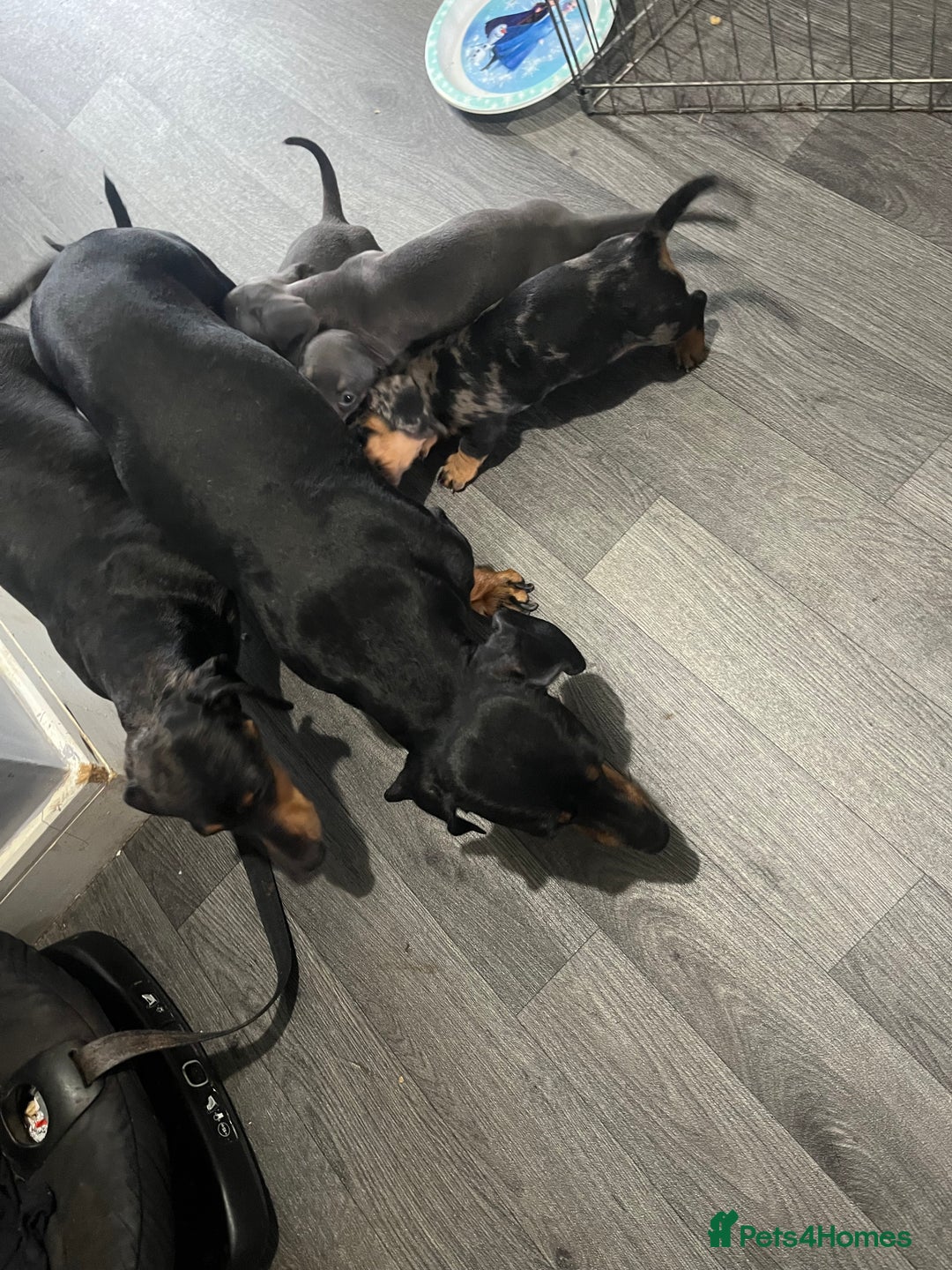 Dachshund dogs for sale: STUNNING dachshund puppies 2 boys 2 girls  - Image 7