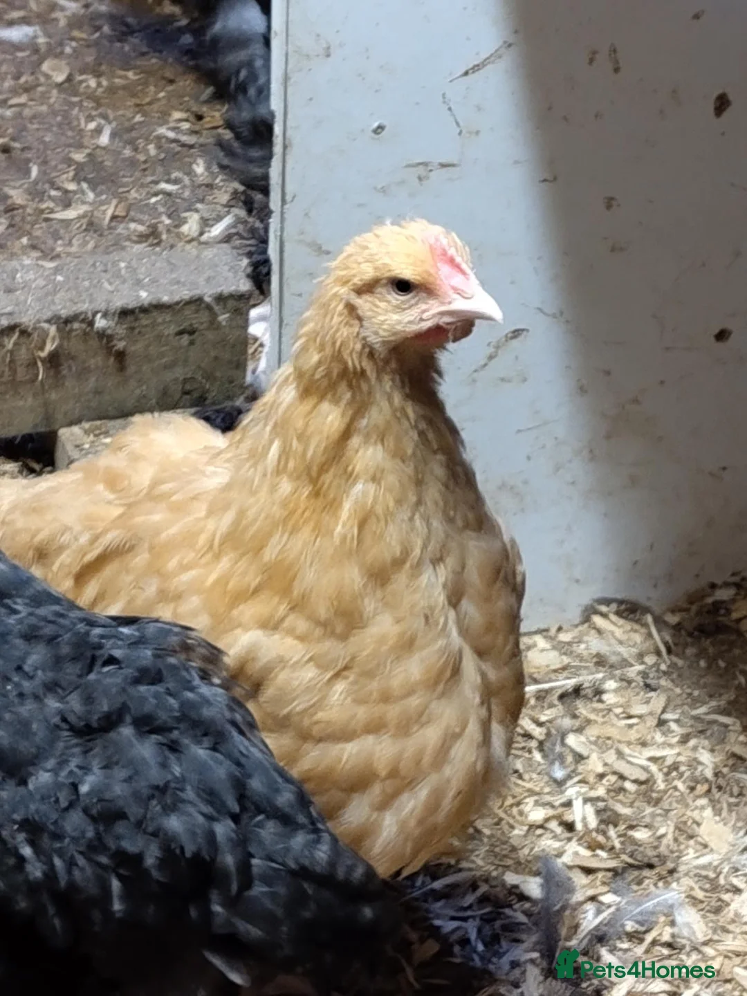 Chickens poultry for sale: Buff Orpington cockeral  - Advert 2
