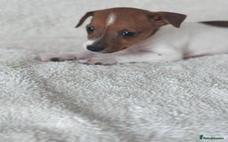 Jack Russell dogs for sale: Smooth coated Jack Russel puppies - Image 4