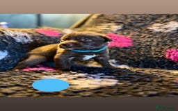 Borador dogs for sale: Gorgeous litter of chocolate Labrador cross pups  - Image 15