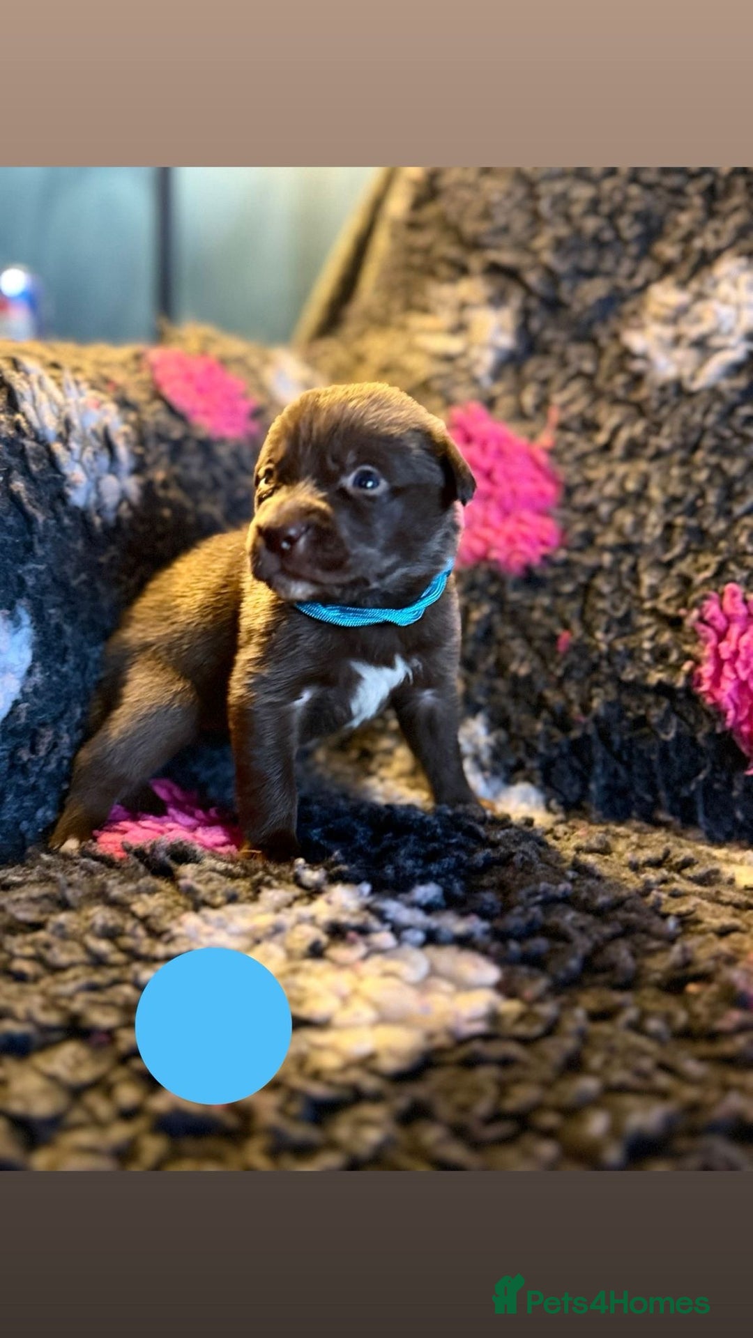 Borador dogs for sale: Gorgeous litter of chocolate Labrador cross pups  - Image 15