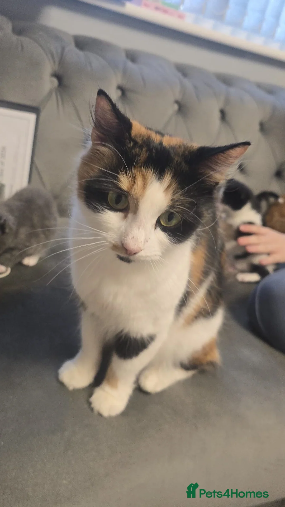 Mixed Breed cats Mixed mainecoons - Advert 3