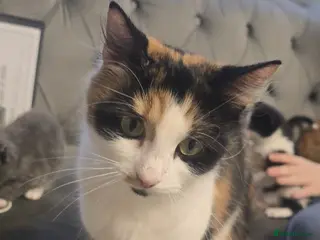 Mixed Breed cats Mixed mainecoons - Advert 3