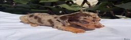 Miniature Dachshund dogs for sale: BEAUTIFUL TINY MINIATURE DASCHUNDS DAPPLE KC  - Advert 3