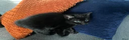 Mixed Breed cats for sale: Black kitten  - Advert 2
