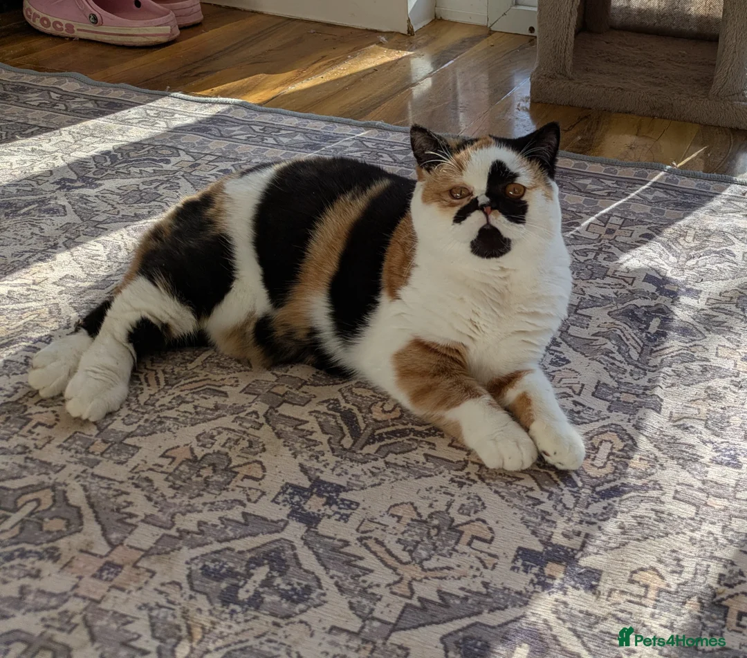 British Shorthair cats for sale: Gorgeous black torti kitten - Advert 5