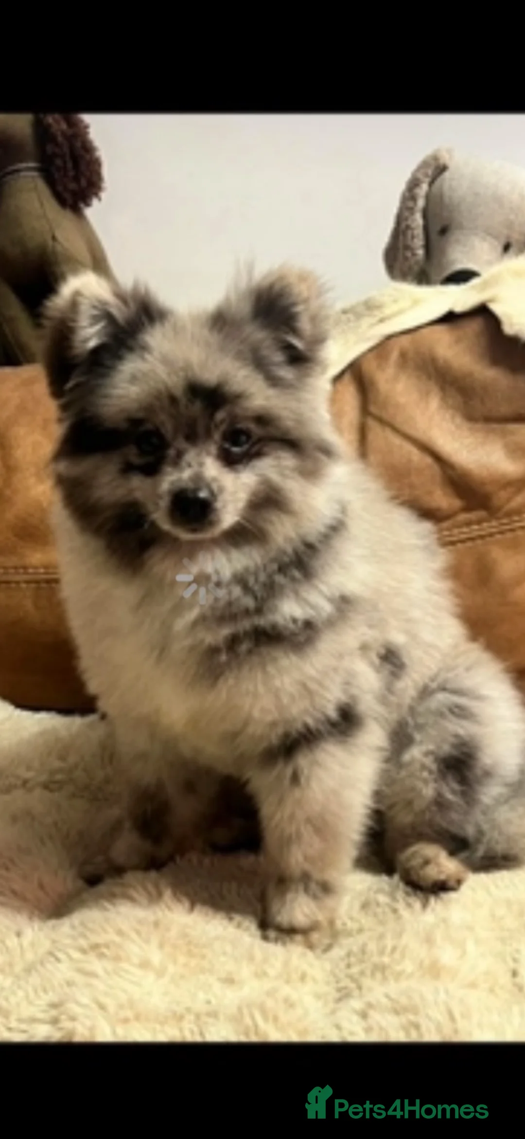 Pomapoo dogs for sale: Fluffy Pomapoos  - Advert 8