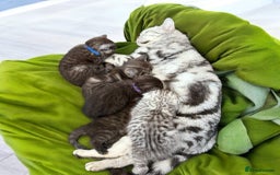 Scottish Fold cats for sale: 5 Full Pedigree Scottish Fold/Straight Kitens - Image 12