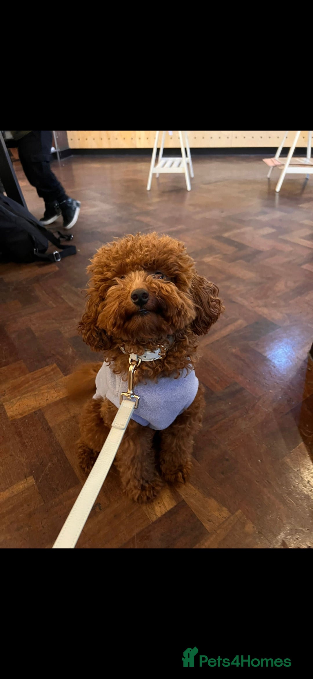 Toy Poodle dogs for sale: Toy Sized Poodles - Ready now - Advert 20