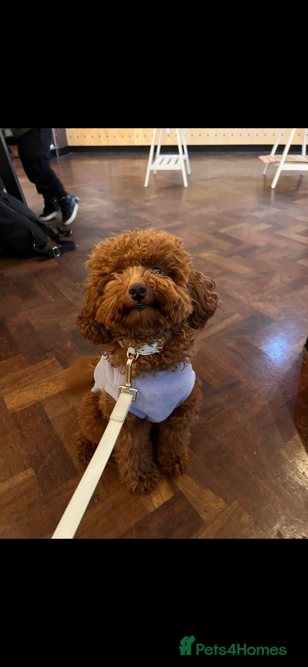 Toy Poodle dogs for sale: Mini merle Poodles - Ready now - Advert 20