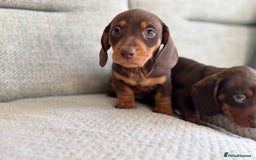 Miniature Dachshund dogs for sale: Three little miniature dachshund boys  - Advert 4