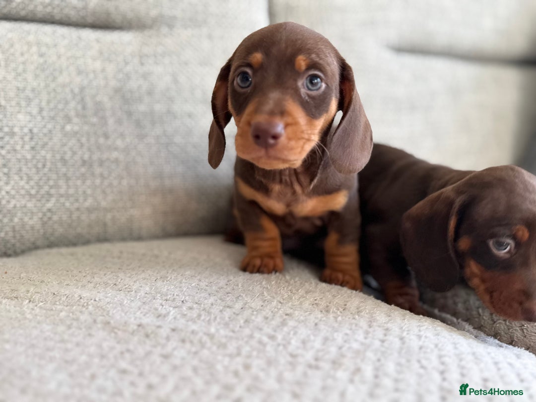 Miniature Dachshund dogs for sale: Three little miniature dachshund boys  - Advert 4