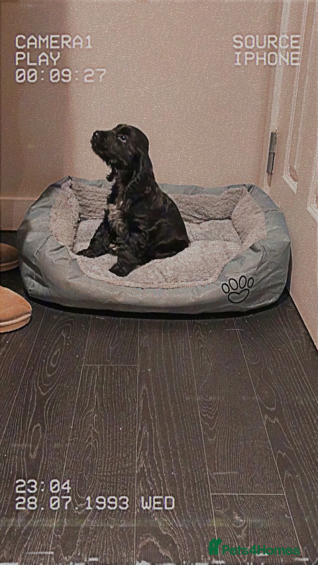 Cocker Spaniel dogs for sale: KC registered Show Cocker Spaniel Male  - Advert 4