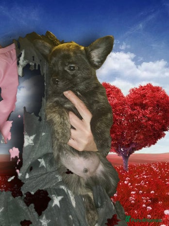 French Bulldog dogs - Advert 2