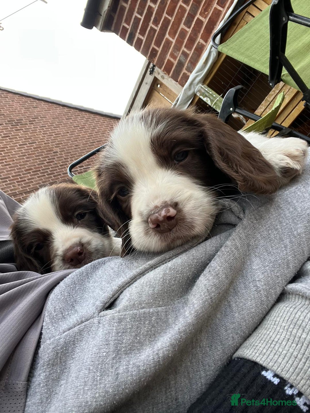 English Springer Spaniel dogs for sale: 1 boy springer spaniel  - Image 4