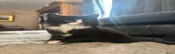 Mixed Breed cats for sale: Black and white Gorgeous kittens - Advert 4