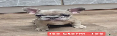 French Bulldog Puppy 1
