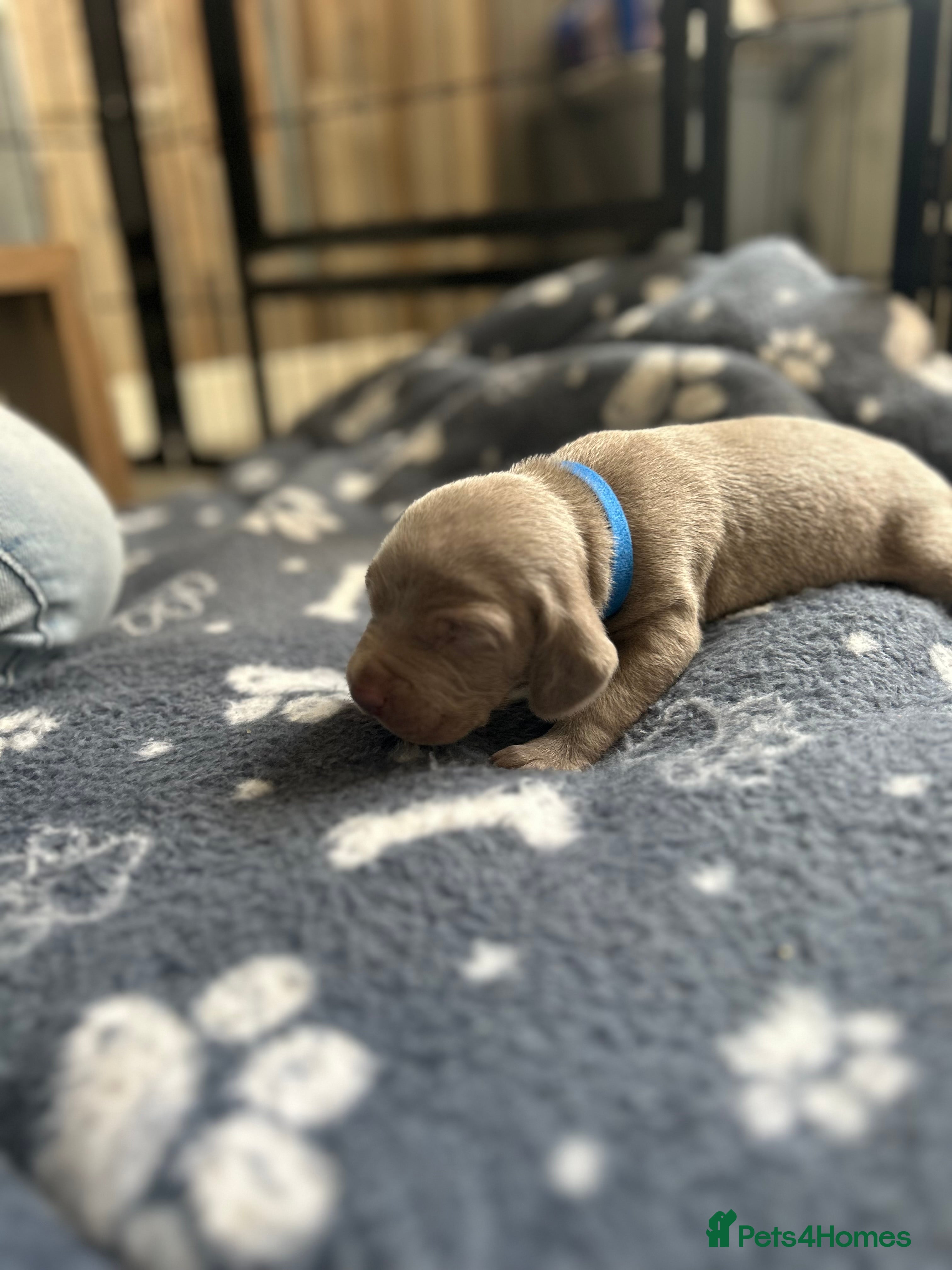 Weimaraner dogs Silver Weimaraner puppies for sale  - Advert 2