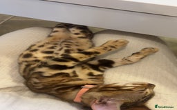 Bengal cats for sale: Bengal kittens  - Image 2
