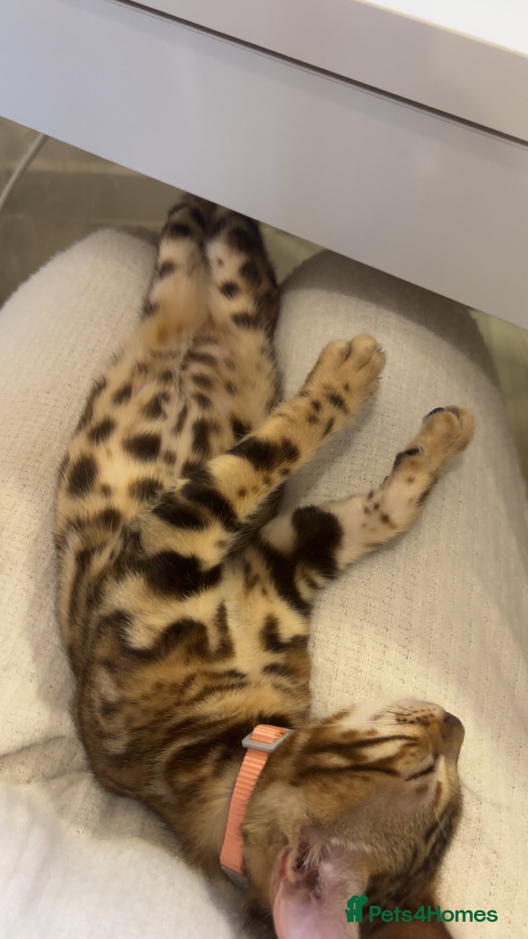 Bengal cats for sale: Bengal kittens  - Image 2