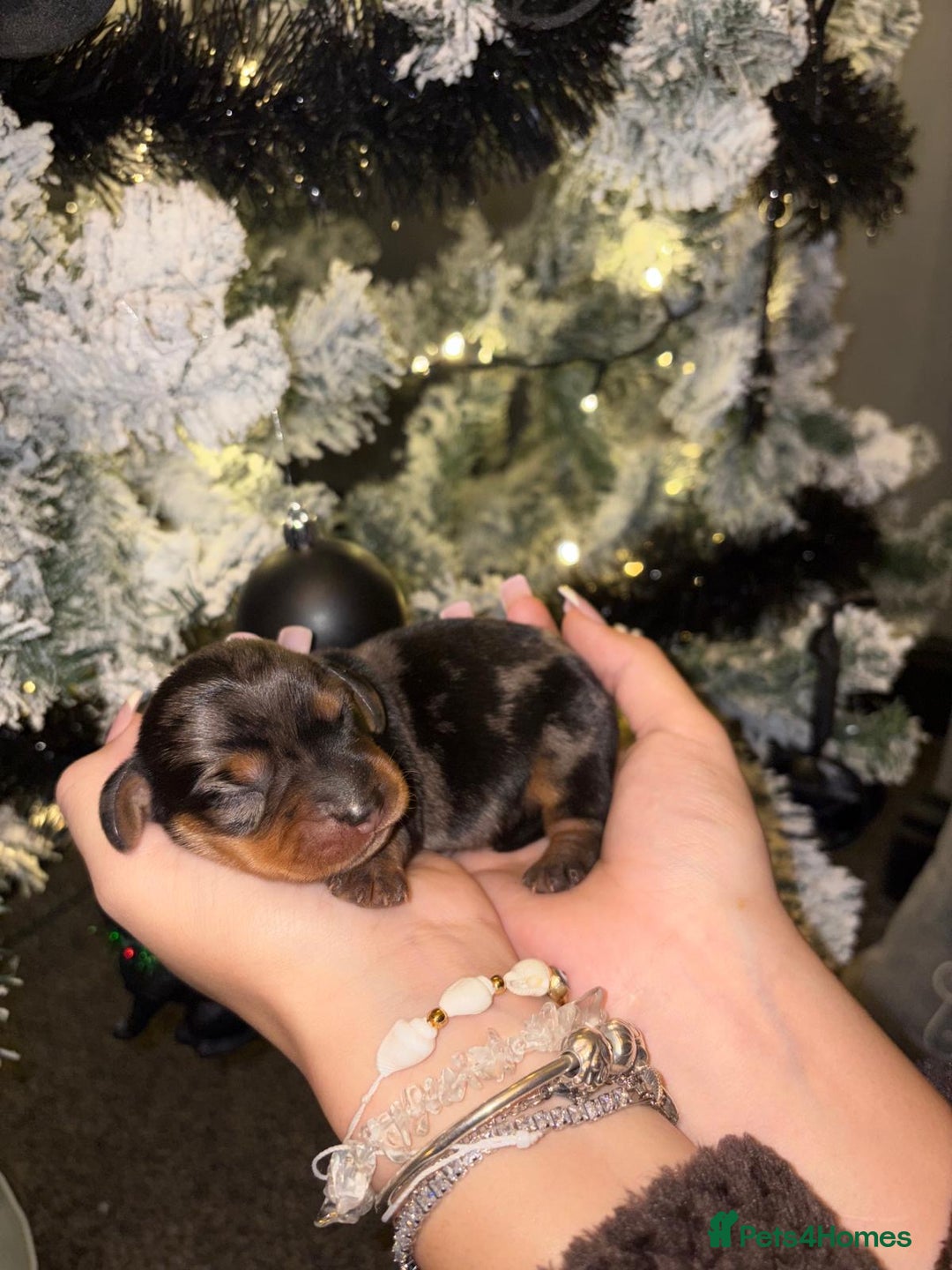 Miniature Dachshund dogs for sale: Miniature dapple daschund puppies for sale - Advert 9