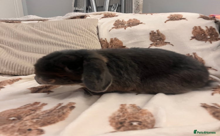 Mini Lop rabbits - Advert 3