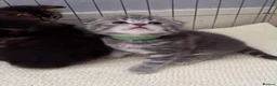 Scottish Fold cats for sale: Scottish fold kittens  - Advert 26
