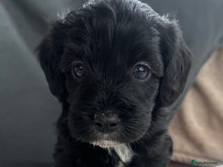 Mixed Breed dogs Cavapoo Beagle x Miniature Poodle - Advert 7