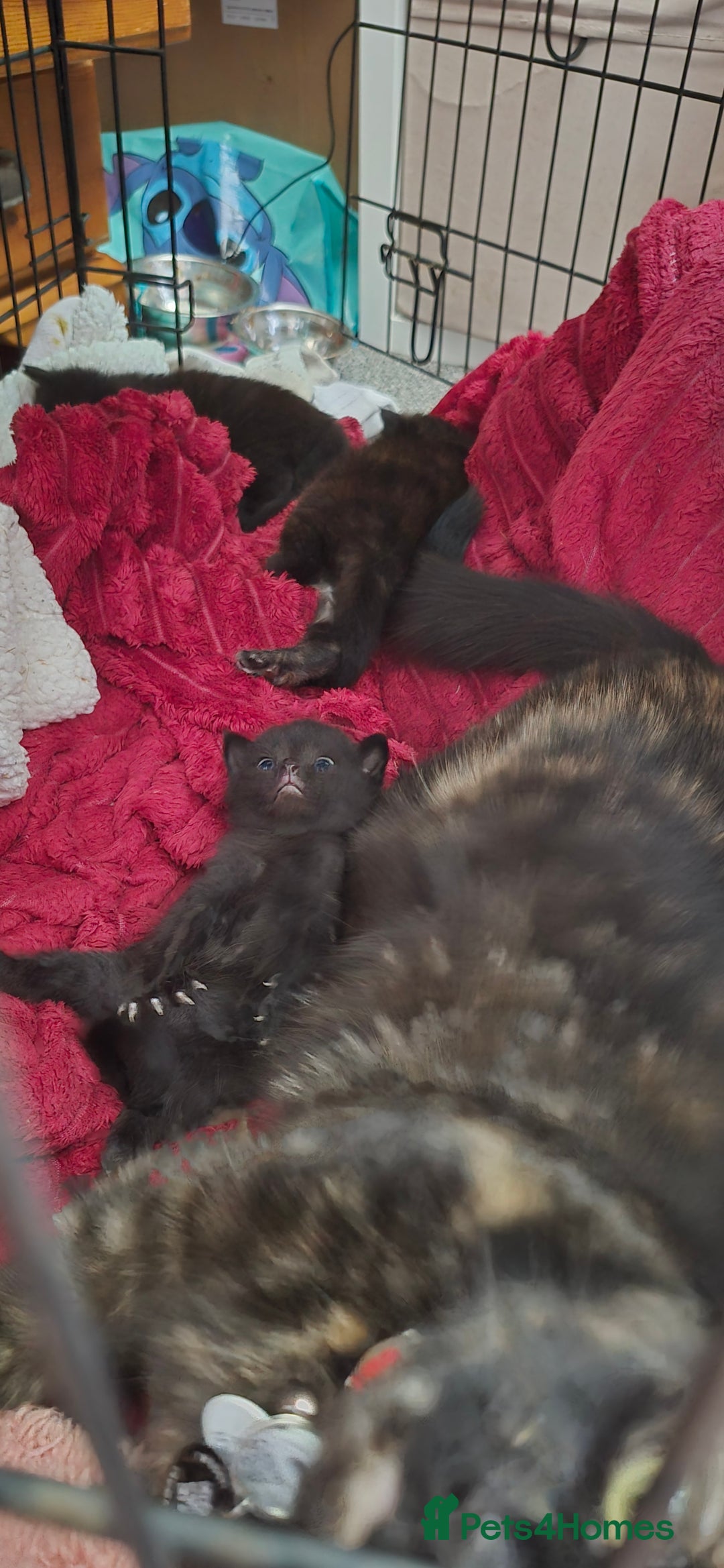 British Shorthair cats for sale: 4 beautiful kittens  - Image 5