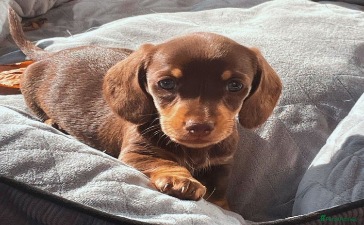 Miniature Dachshund dogs - Advert 9