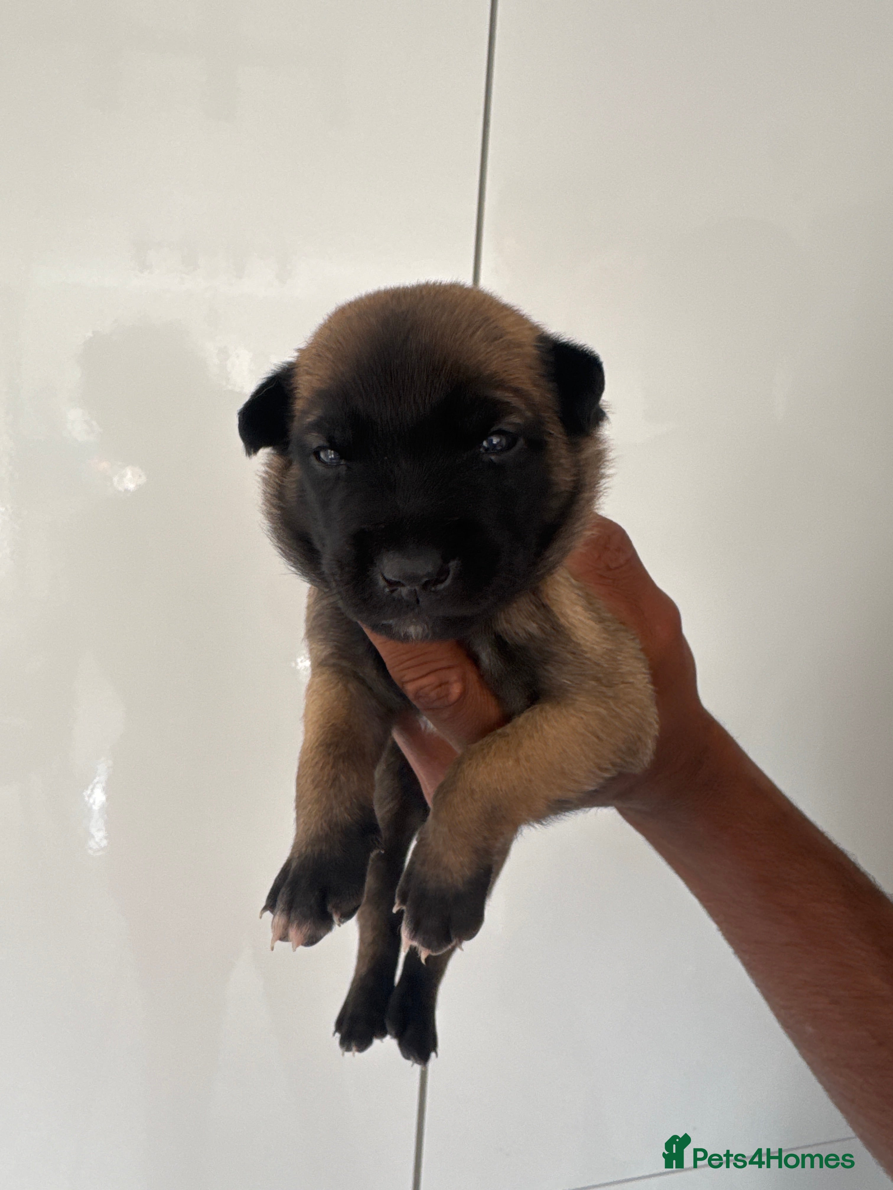 Belgian Shepherd Dog dogs for sale: 8 beautiful babies  in St Albans - Advert 7