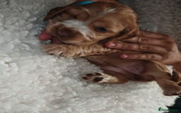 Cocker Spaniel dogs for sale: Kc show cocker spaniel puppies  - Image 17