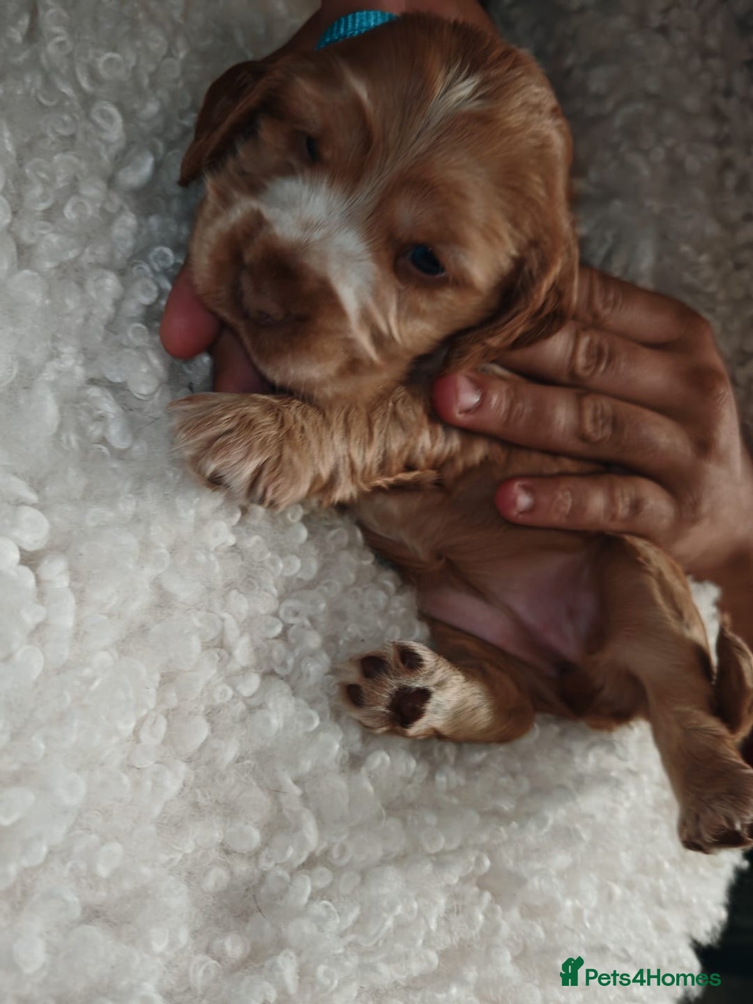 Cocker Spaniel dogs for sale: Kc show cocker spaniel puppies  - Image 17
