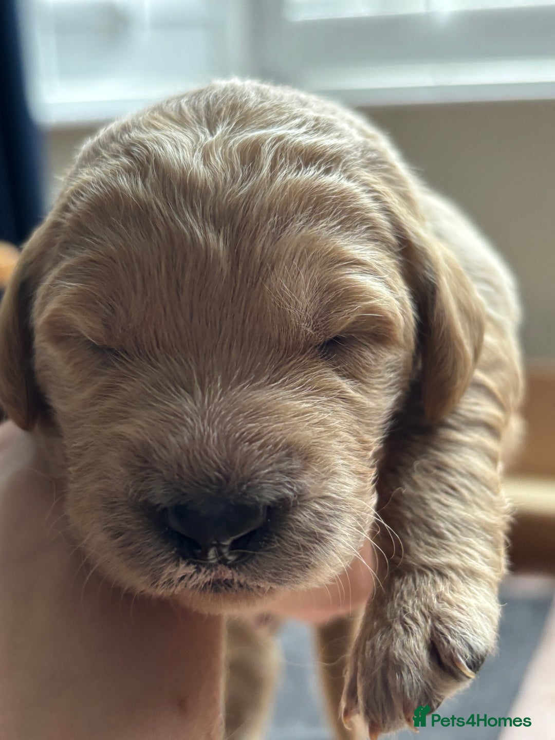 Double Doodle dogs for sale: 10 beautiful double doodles born on 24/08/2025 - Image 15